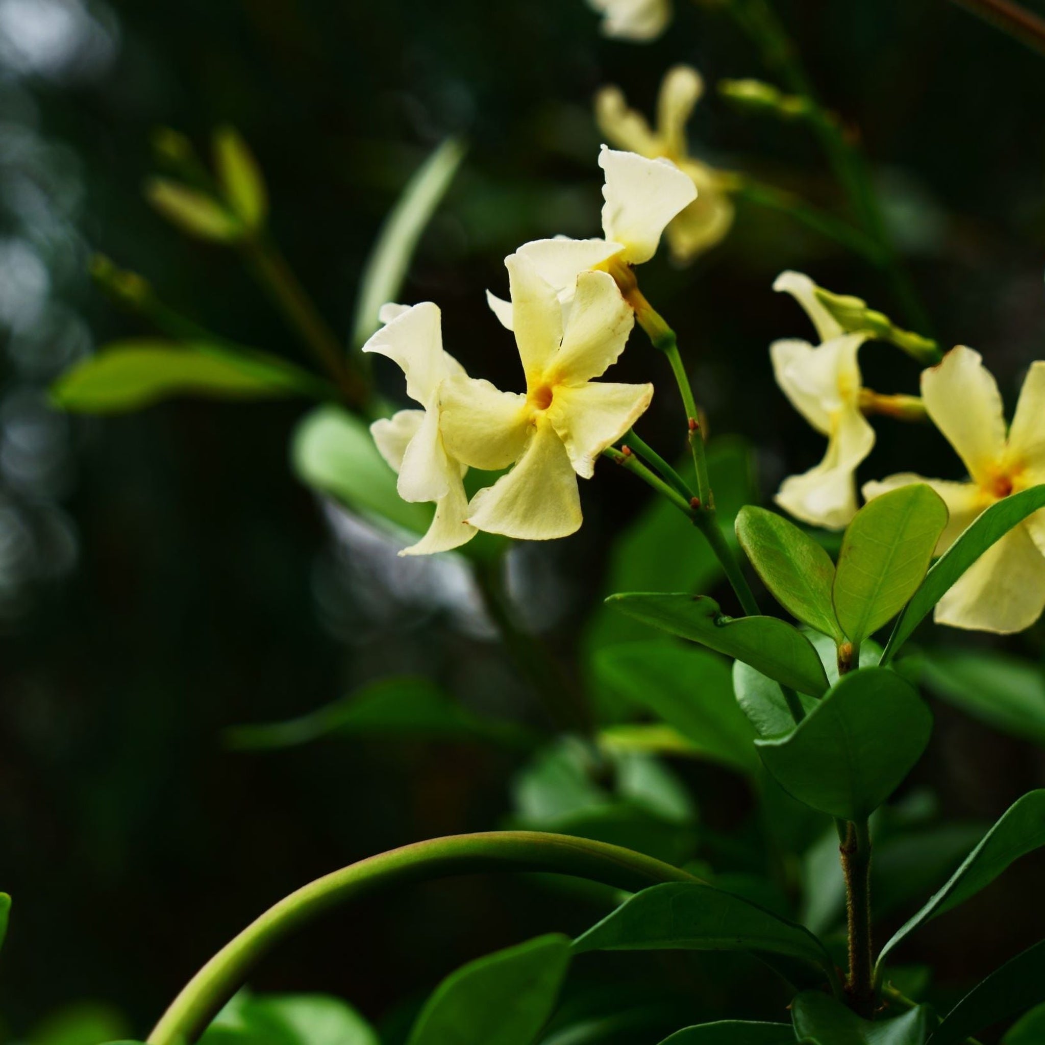 Trachelospermum jasminum 'Star of Toscana' (Evergreen Star Jasmine)